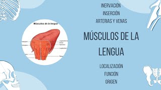 Músculos de la lengua [upl. by Atirahs325]