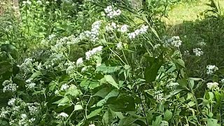 Tall boneset and goldenrod in late August [upl. by Ebba]