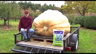 Hiram Watson Grows A 1900 Pound Pumpkin Using Quoddy Lobster Compost [upl. by Sedicla970]