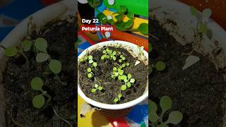 Petunia Plant Seeds Grow Day 22 trending gardening shorts petunia [upl. by Nalyk897]