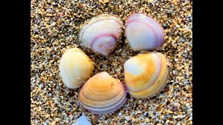 Shakespear Regional Park  Cockles Picking in Auckland  NZ Day Trips [upl. by Calvinna]