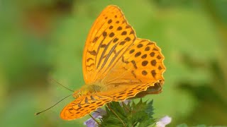 Perleťovec stříbropásek  The silverwashed fritillary Argynnis paphia  ♂ [upl. by Camroc]