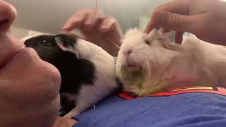 Frodo the guinea pig kissing the claws jaw while Bianca watches [upl. by Lovash]