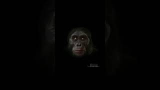 மனிதனாக மாறிய குரங்கு  Amazing Bonobo Ape Facts  Tamil Info Share shorts [upl. by Aneri]