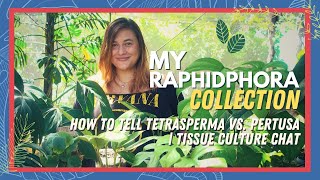 MY ENTIRE RHAPHIDOPHORA COLLECTION  14 Different Kinds  Tetrasperma vs Pertusa  TC Chat [upl. by Neerihs76]