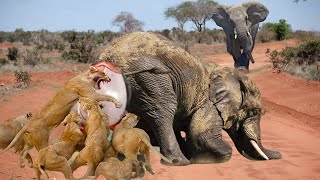 Bloodthirsty Lions Surround And Attack Elephant Giving Birth  Can The Baby Elephants Escape Death [upl. by Bridgid36]