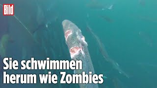 UndercoverVideo von LachsFarm zeigt schockierenden Zustand der Fische [upl. by Ramej]