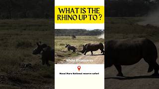 What is the Rhinoceros up to 😯Masai Mara National Reserve shorts travel [upl. by Yerrok675]