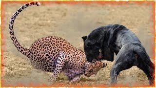 Cane Corso VS Leopard [upl. by Nyledam]