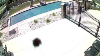 Crazy Bee Attacks Camera [upl. by Oicram]