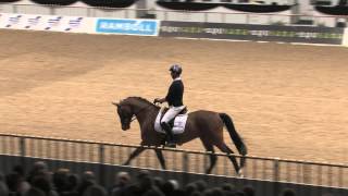 Danish Warmblood Young Horse Championship 2014  Carl Hester testing Atterupgaards Capirossi [upl. by Burch535]