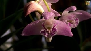 Easy Orchids Dendrobium kingianum culture with Blooms and why this Orchid grows Keikis [upl. by Crispen]