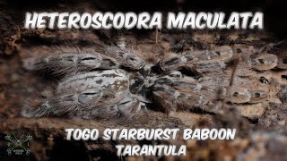 Heteroscodra Maculata  Togo starburst baboon TARANTULA [upl. by Atnoek]