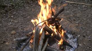 Making Pine Oil from Fat Wood [upl. by Areema]