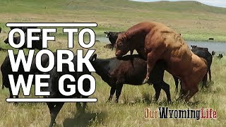 Putting Bulls In With The Cows on the Ranch [upl. by Annalla955]