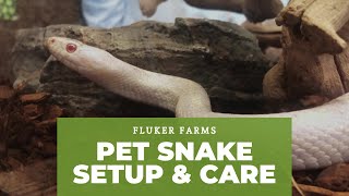 Corn Snake Setup and Care Tutorial Guide [upl. by Ermine]