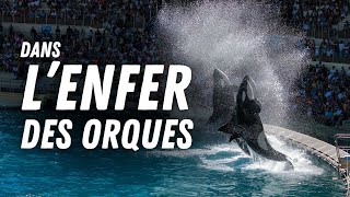 MARINELAND  On découvre les coulisses de lenfer des orques [upl. by Adieno]