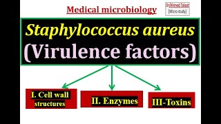 Staphylococci 3 Virulence factors of Staphylococcus aureus “ Medical microbiology [upl. by Noirret339]