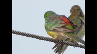 Redrumped parrots preening on a wire [upl. by Arzed]