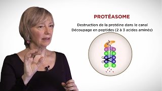 MOOC côté cours  Le protéasome [upl. by Hgielah459]