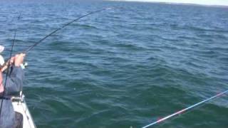 How to Catch Bluefish Bigger Bluefish and More Bluefish  Saltwater Bluefish Fishing [upl. by Ahsiekan]