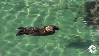 Otterly Adorable A Wild Sea Otter Mom and Pup Visit the Aquariums Great Tide Pool [upl. by Mayeda]