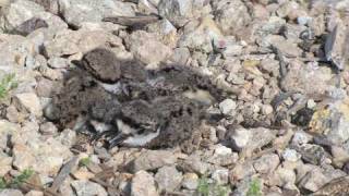 A Good Mother Killdeer [upl. by Cohla345]