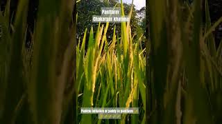 Panicle initiation in paddy in pantfarm pantfarm farming kisan farminglifeshort viralnewshort [upl. by Ellison]