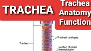 Structure of trachea in hindiurduTrachea anatomy in detailFunction of trachea Respiration [upl. by Kirsch]