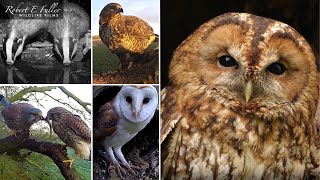 🔴 LIVE Tawny Owls🦉 Kestrels 🦅🥚  Buzzards Badgers🦡 amp More  From Ash Wood Yorkshire UK [upl. by Nesnaj]