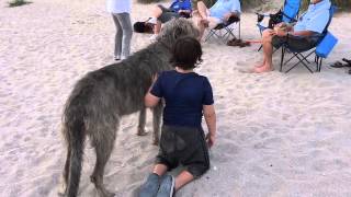 Irish Wolfhound on the Beach [upl. by Adin584]