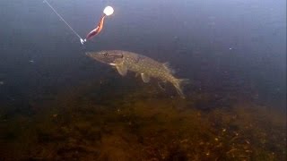 Fishing pike attack lure  softbait underwater Рыбалка на силикон атака щуки по водой [upl. by Linetta]