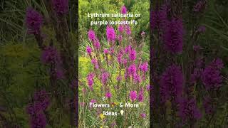 Lythrum salicaria or purple loosestrife Flowers 💐 amp More Ideas 💡 [upl. by Wilde420]