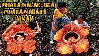 PINAKA MALAKING BULAKLAK SA MUNDO SA PILIPINAS NATAGPUAN [upl. by Georgie803]