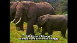 Pământeni Earthlings  Subtitrat în română [upl. by Teplica498]