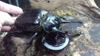 HD Megasoma actaeon love Beetle Jelly from Kingdom of Beetle Taiwan origin PeruMP4 [upl. by Eiuqnom271]