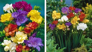 How to Grow Freesias Summer Garden Guide [upl. by Meares198]