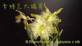 柠檬清香的卡特兰大猪哥 BRhyncholaelia digbyana x sib [upl. by Nagam553]