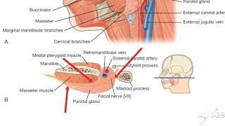 Parotid gland relations 6 [upl. by Rheingold798]