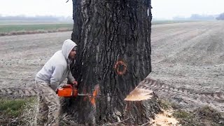 Incredible Fastest Skill Huge Tree Felling With Chainsaw Dangerous Stihl Chainsaw Cutting Tree Down [upl. by Flessel543]