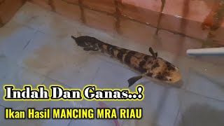 MENJEMPUT IKAN CHANA MARU HASIL CASTING MRA RIAU [upl. by Enened836]