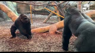 Silverback Gorilla Mbeli Introduced to his Female Troop  Cincinnati Zoo [upl. by Socem]