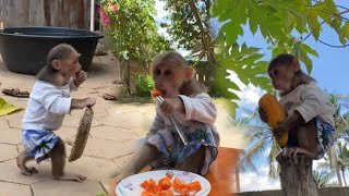 Today the little monkey went to pick papaya with his mother to eat [upl. by Gloriane615]