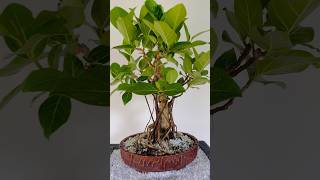 මහ නුග බොන්සායි  Ficus Bengalensis 🪴🇱🇰 ficusbenjamina shiva krishna shorts [upl. by Airbma]