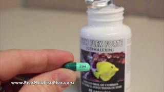 Fish Flex Forte Cephalexin 500 mg Fish Antibiotic [upl. by Neiht522]