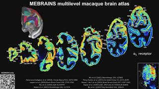 OHBM 2024  Keynote  Nicola PalomeroGallagher  Neurotransmitter receptors link structural and fu… [upl. by Llen]