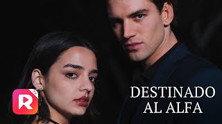 El destino la reúne con el Alfa de la manada  Destinado al Alfa Completo reelshort drama [upl. by Hareehat]