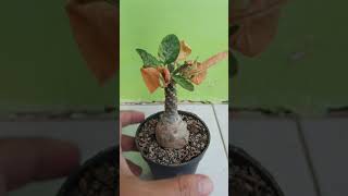 shorts Unboxing Dorstenia Variegata dan Gymnocalycium Godji [upl. by Eedissac]