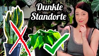 9 Pflanzen für dunkle Standorte  philodendron efeutute anthurium uvm [upl. by Gentes]