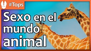 Top de Animales Las Maneras Más Increíbles de Hacerlo [upl. by Ielirol]